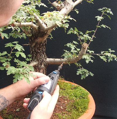 Hawthorn bonsai using Dremel