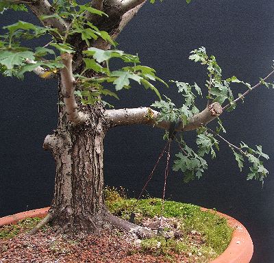 Hawthorn bonsai with guy wires