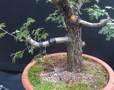 Hawthorn bonsai hollowing finished