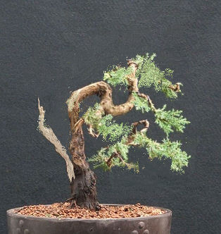 Juniper bonsai bending