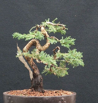 Juniper bonsai splitter