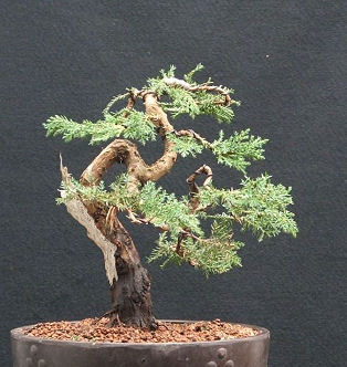 Juniper bonsai