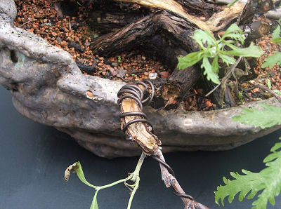 Perovskia atriplicifolia bonsai