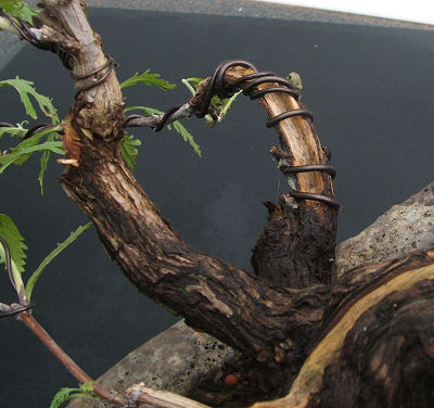 Perovskia atriplicifolia bonsai