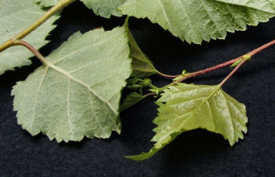 difference in leaf shape and texture