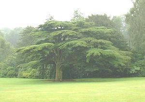 Near and Far Views in Bonsai