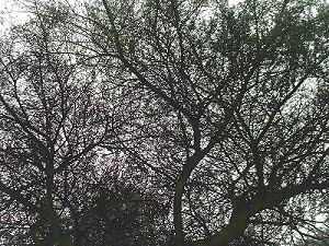 Near and Far Views in Bonsai