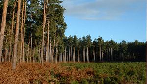 Near and Far Views in Bonsai 