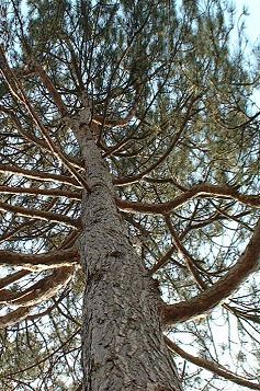 Near and Far Views in Bonsai 