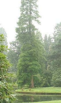 Near and Far Views in Bonsai 