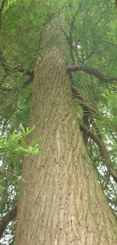 Near and Far Views in Bonsai 