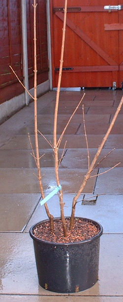 trees are then potted up