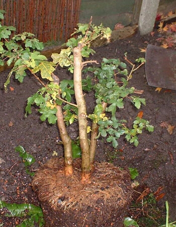 arranging and photographing the roots