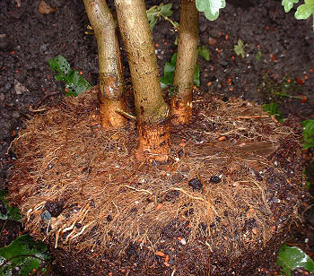 arranging and photographing the roots