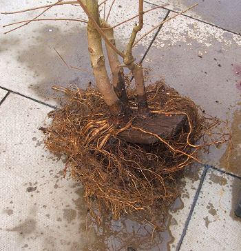 trunk and root development