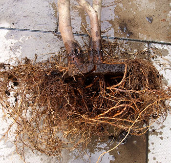 trunk and root development