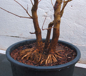 the tree(s) are planted back into a large pot
