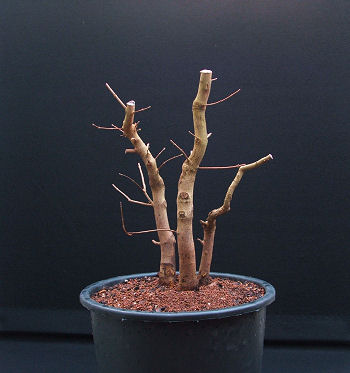 the tree(s) are planted back into a large pot