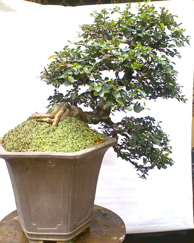 diospyros bonsai