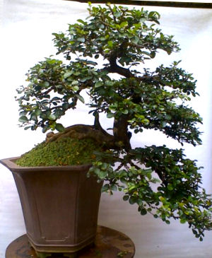 diospyros bonsai