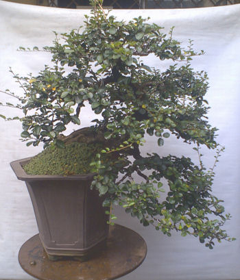 diospyros bonsai