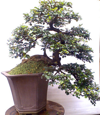 diospyros bonsai