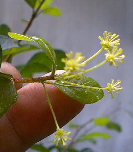 flowers of Diospyros