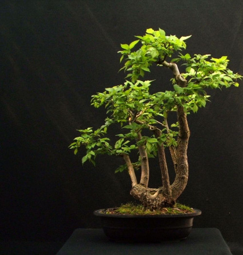 there was no interest in the tree and it remained unsold