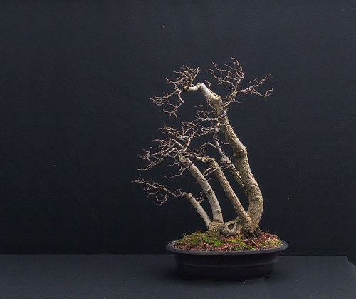 I decided to turn the whole bonsai