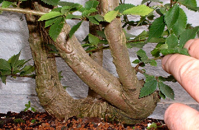 trunk of the Elm