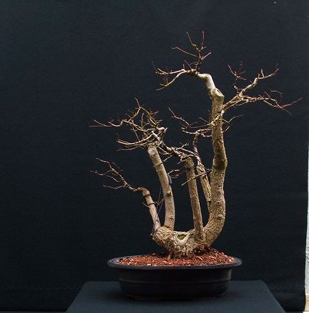 someone else wanted to develop the tree as it was and put it up for sale