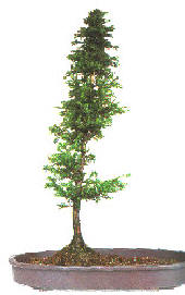 Arranging the trees in the group