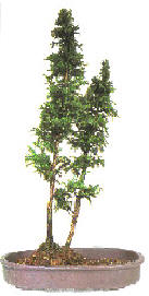 Arranging the trees in the group