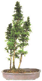 Arranging the trees in the group