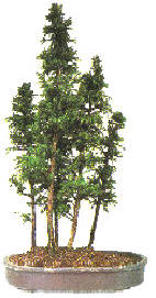 Arranging the trees in the group