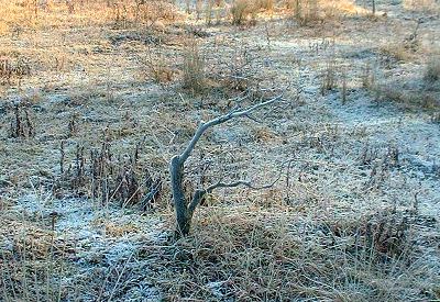 time to chop it back hard to what I considered to be the future trunkline