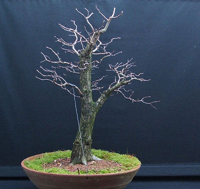 Nearly 3 years after collection and the tree is looking like a bonsai