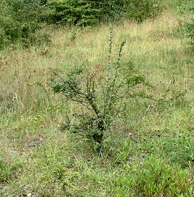 the tree has responded very well producing many new shoots