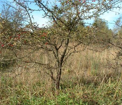 I found this Hawthorn (Crataegus monogyna)