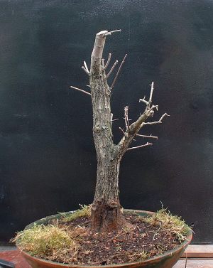 I finally dug up the tree