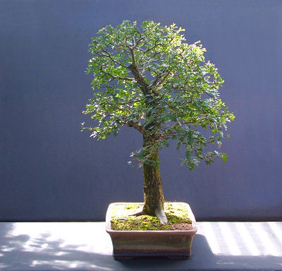 hawthorn bonsai aug08