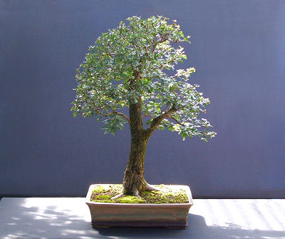 hawthorn bonsai aug08