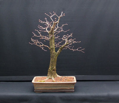 The tree is finally planted into a pot commisioned from Erin Pottery