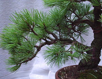 japanese white pine
