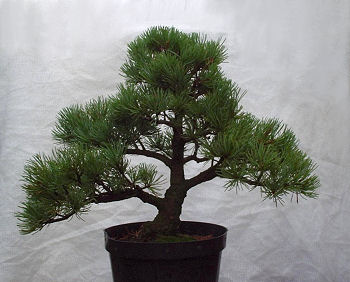 With the foliage opened out