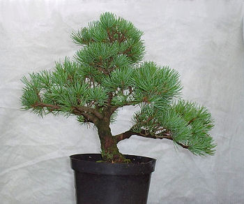 With one branch removed