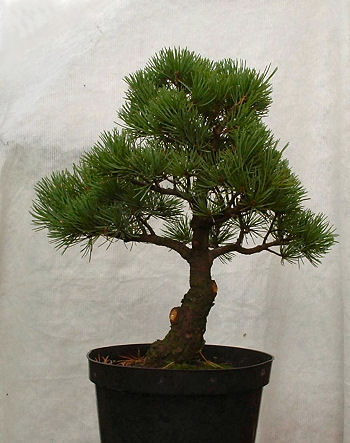 With both lower branches removed