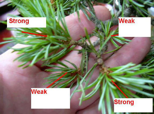 Pine buds