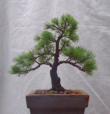 Japanese White Pine