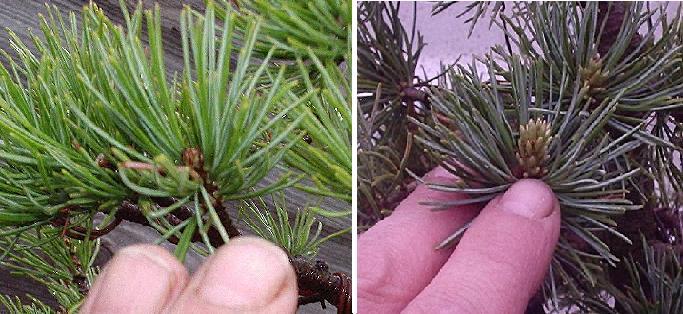 New and developing buds side by side